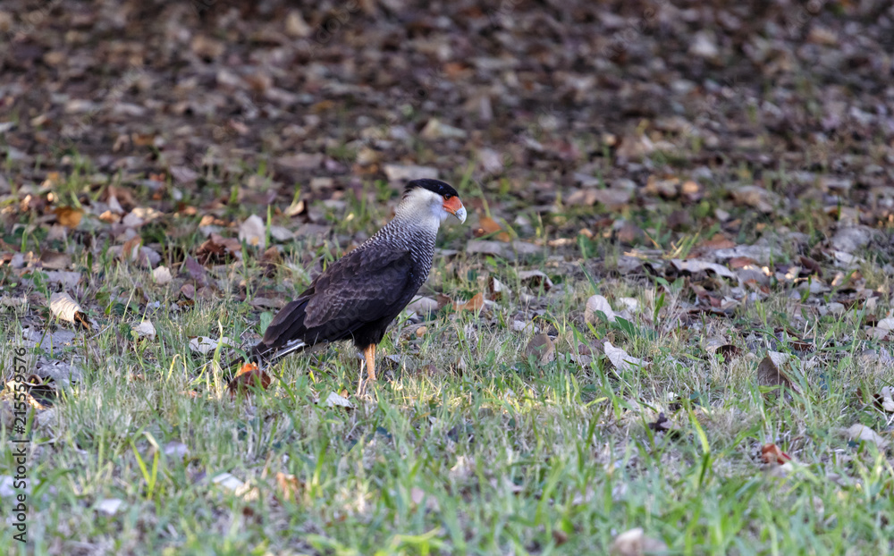 Obraz premium south american falcon, scientific name Caracara plancus, Brazil