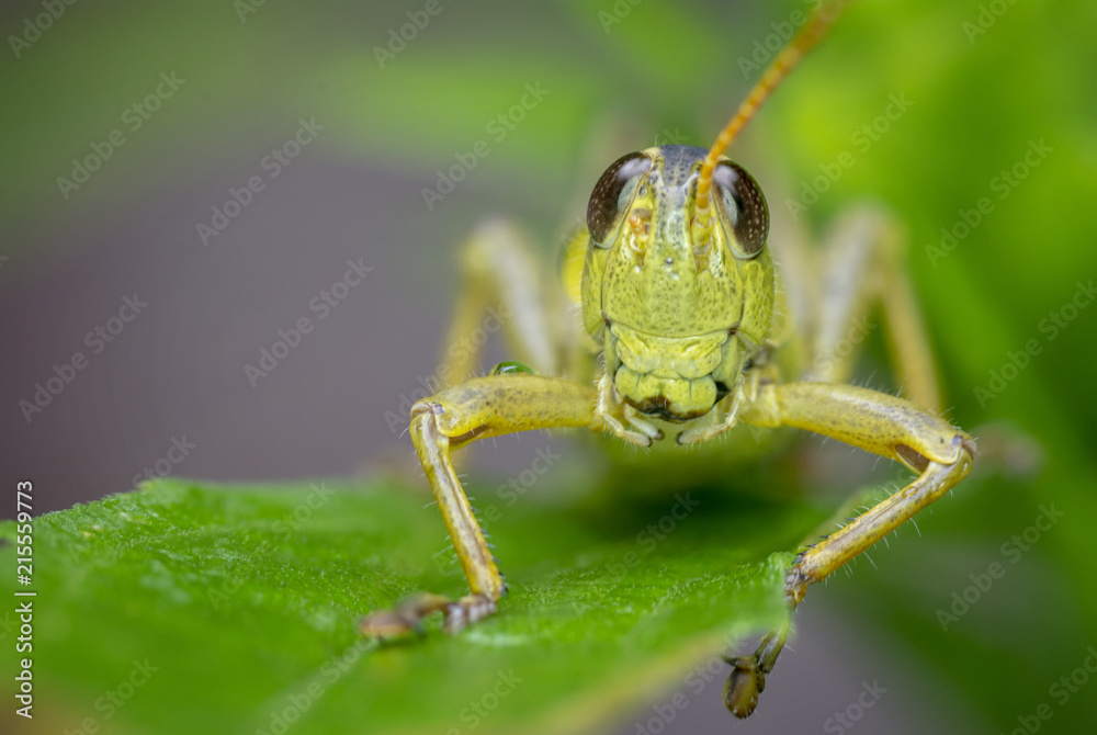 Close up macro of a grasshopper sitting on a leaf