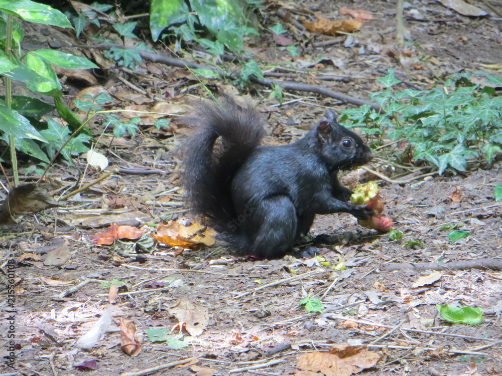 Obraz premium Black Squirrel