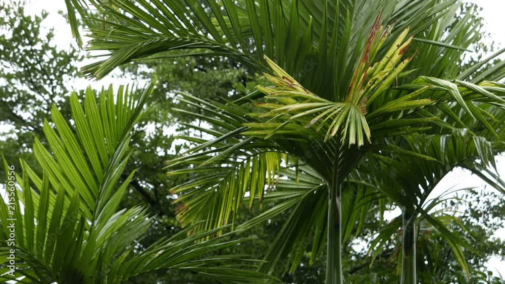 fresh green leaf of palm tree in the rain fresh green leaf of palm tree in the rain