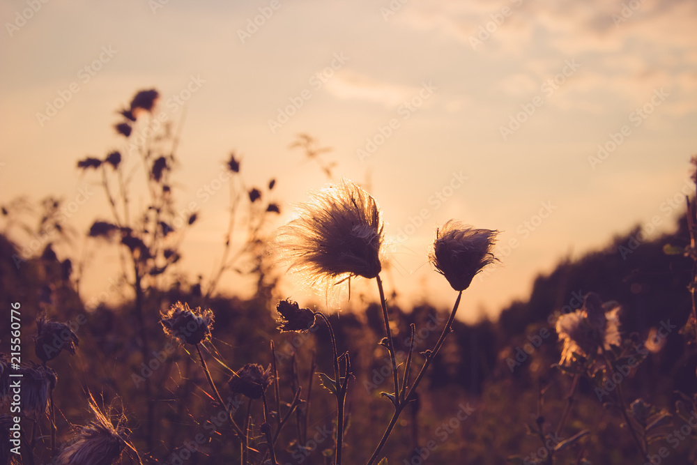 Dry Grass field at sunset or sunrise, grass flowers with rim of sunlight in evening, morning, close up shot