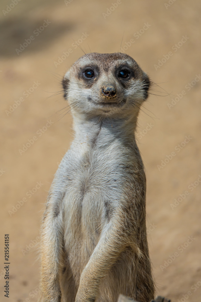 Portraits of a fascinating meerkat (suricate) family Portraits of a fascinating meerkat (suricate) family