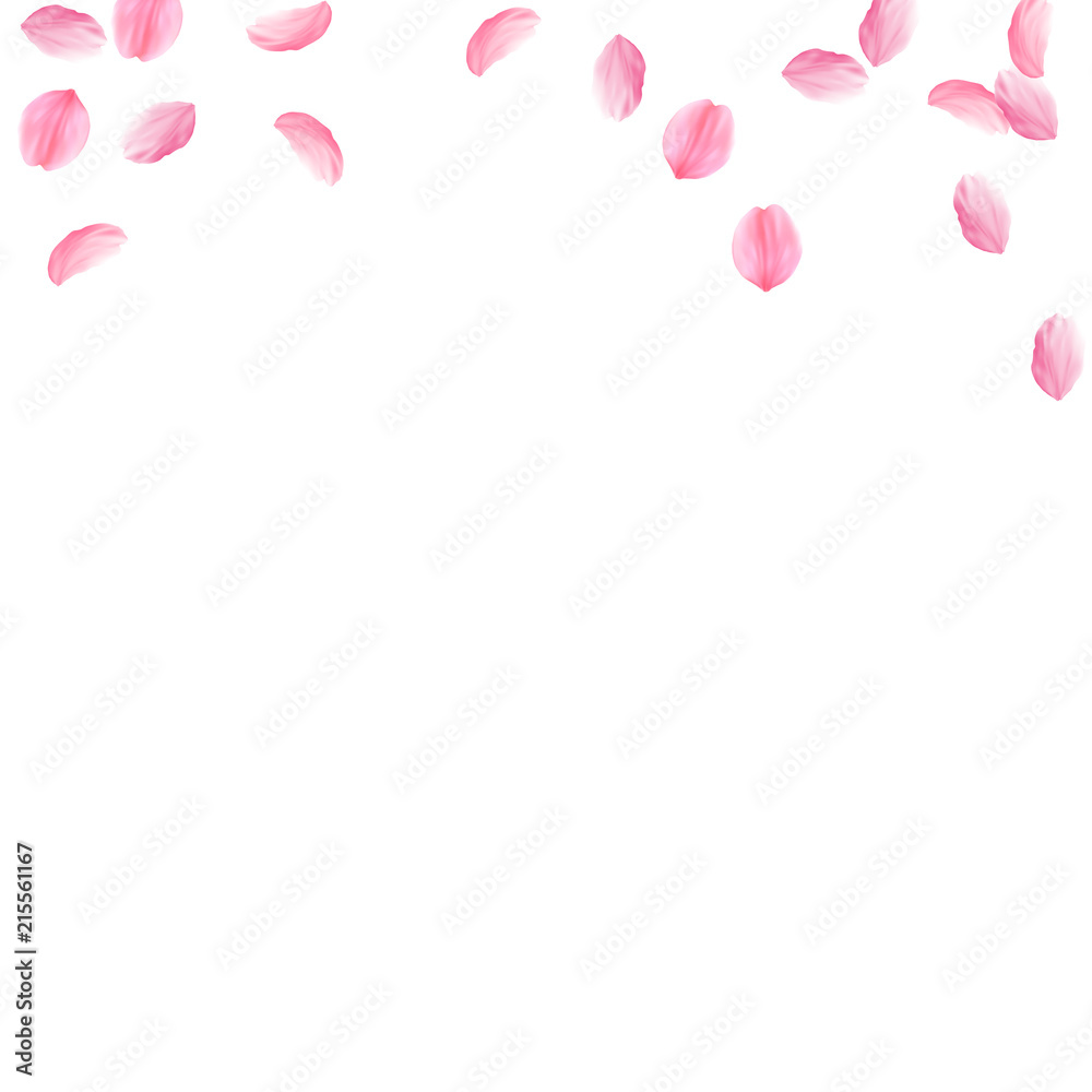 Sakura petals falling down. Romantic pink silky medium flowers. Sparse flying cherry petals. Square 