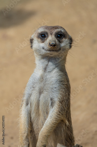 Portraits of a fascinating meerkat  suricate  family