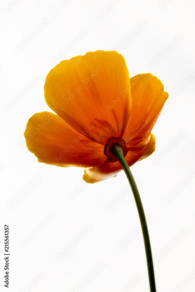 Bottom view on a california poppy Bottom view on a california poppy