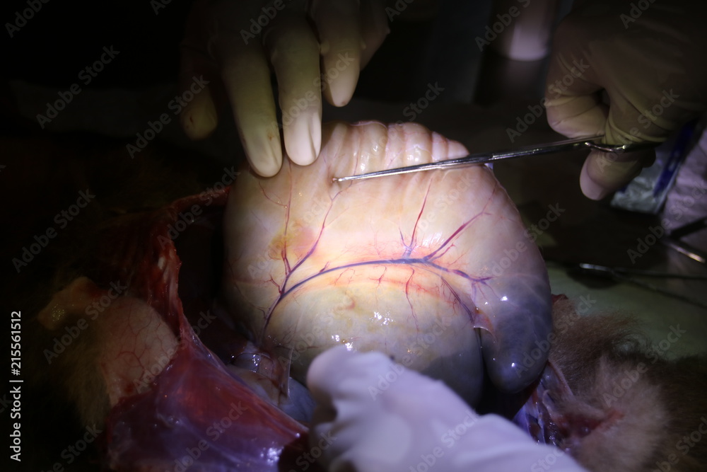 Φωτογραφία Sloth autopsy