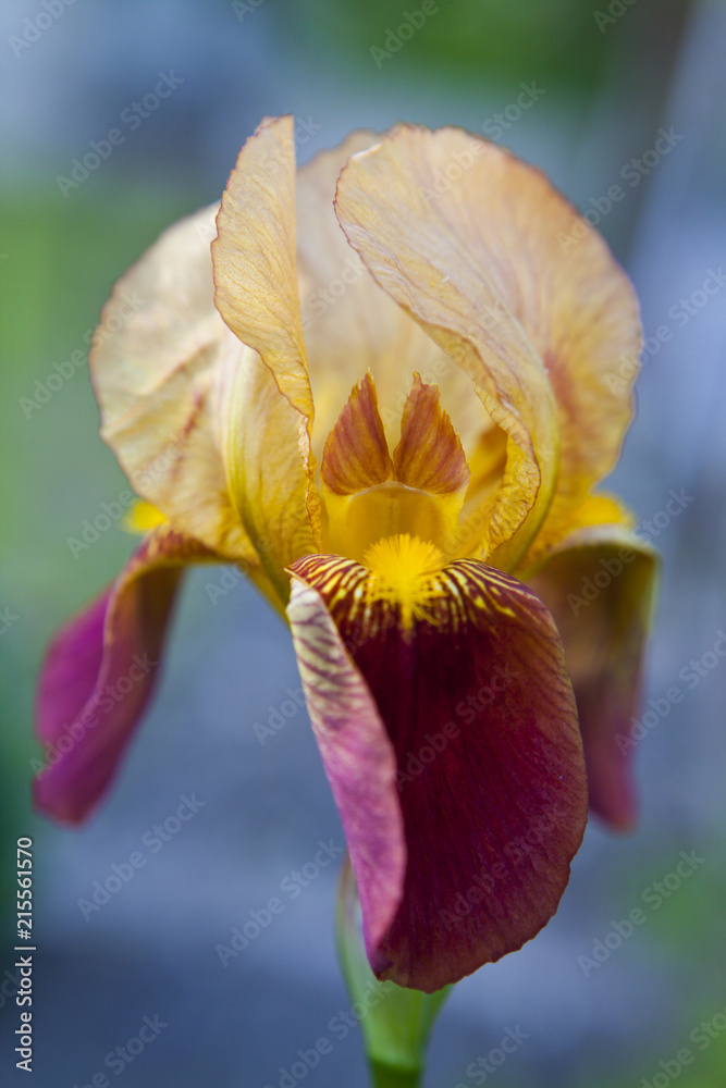 Opened CloseUp Iris Flower Opened CloseUp Iris Flower