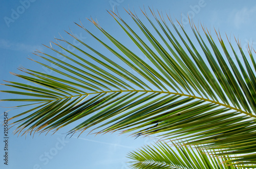 close up of palm branch on a clear bright blue sky