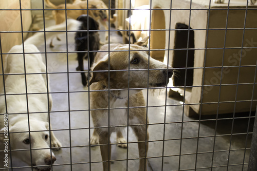 Dog in kennel