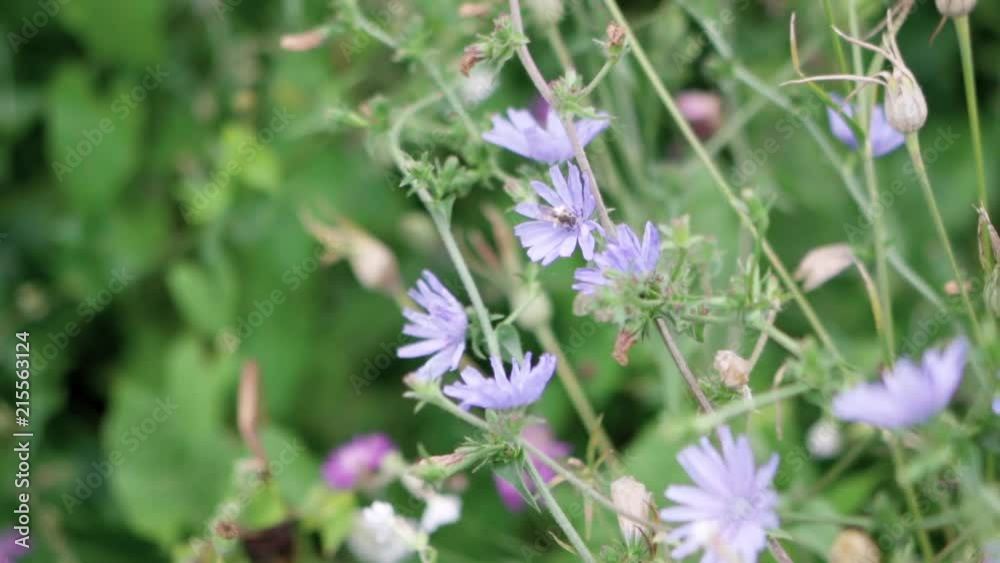 Honeybee pollinating flowers in the wild Honeybee pollinating flowers in the wild