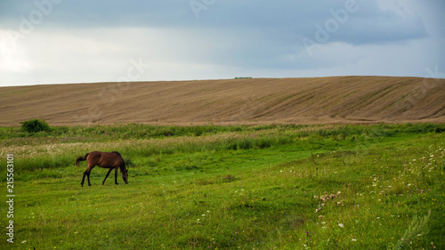 Horse on the field, wheat field