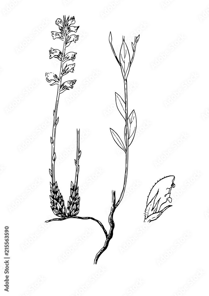 Fototapeta premium orobanche gracilis botanical illustration