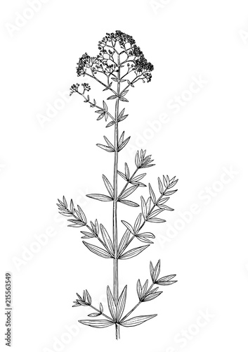Galium physocarpum botanical draw