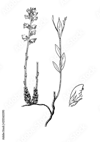 orobanche gracilis botanical illustration photo
