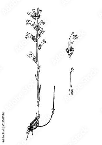 Orobanche purpurea botanical sketch photo