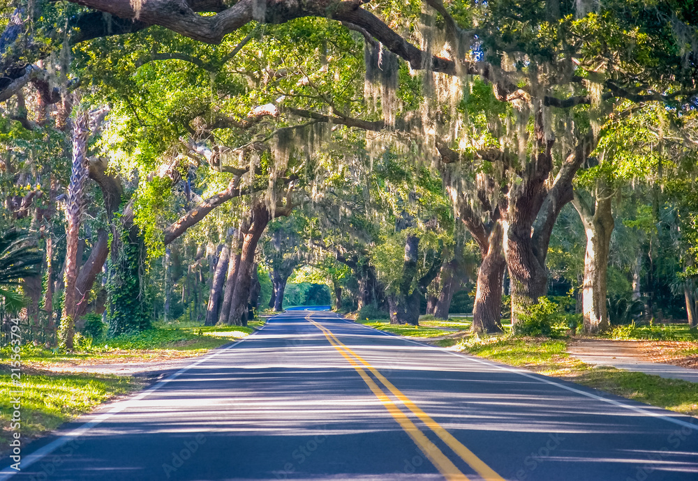 Fototapeta premium Road Through Oak Trees
