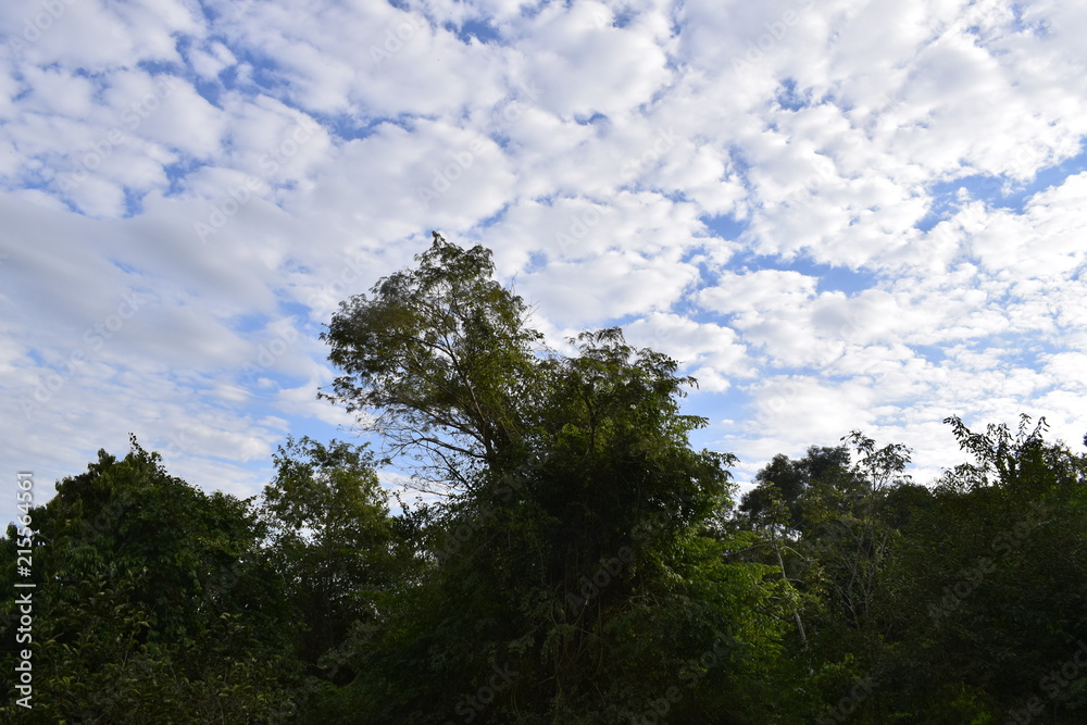 Floresta tropical e céu com nuvem Floresta tropical e céu com nuvem