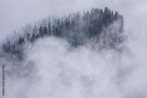 Foggy forest in the Colorado highlands