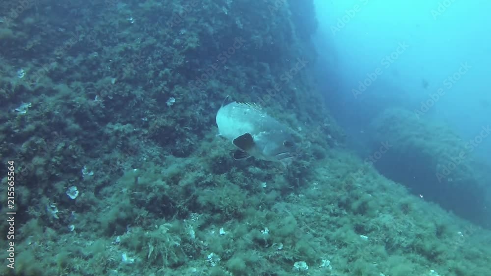 Underwater landscape - Alone grouper fish in a reef Underwater landscape - Alone grouper fish in a reef