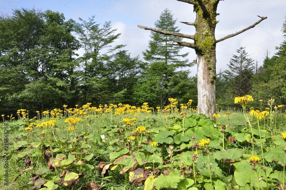 Obraz premium マルバダケブキの花畑