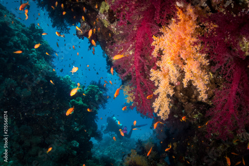 Red Sea colorful coral reefs and diver © Pedro