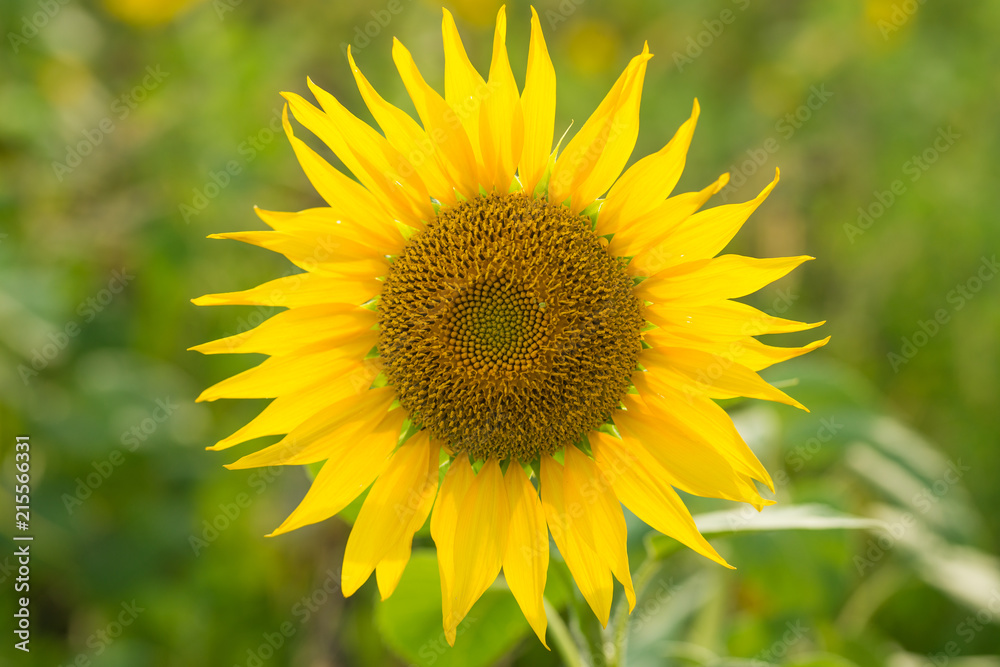 Sunflower natural background, Sunflower blooming, Sunflower oil improves skin health and promote cell regeneration