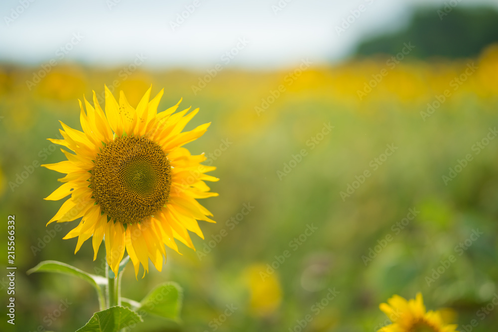 Sunflower natural background, Sunflower blooming, Sunflower oil improves skin health and promote cell regeneration Sunflower natural background, Sunflower blooming, Sunflower oil improves skin health and promote cell regeneration