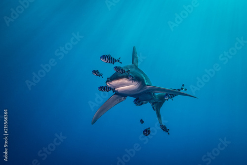 Ocean white tip shark at  Red Sea