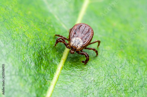 Encephalitis Virus or Lyme Disease or Monkey Fever Infected Tick Arachnid Insect on Green Leaf Macro