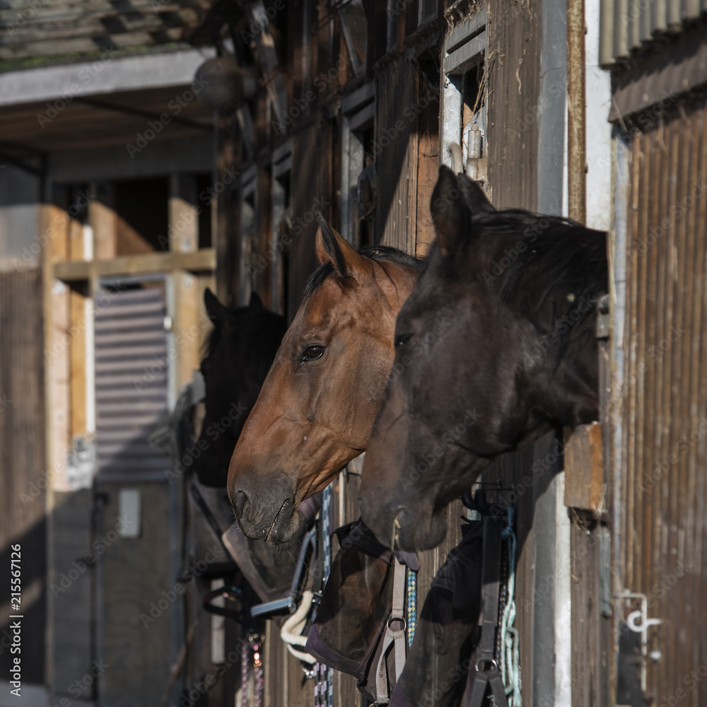 Fototapeta premium group of purebred beautiful horses stands in a stable in a stable.