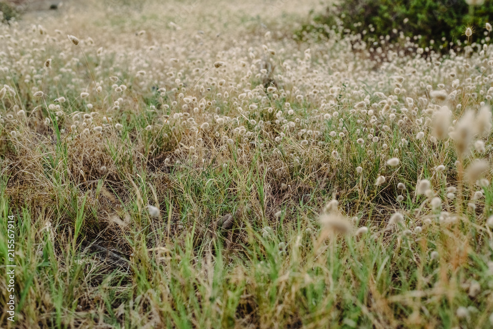 Dry autumn grass at sunset with faded colors Dry autumn grass at sunset with faded colors