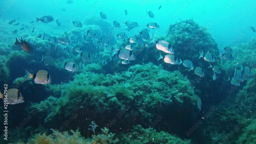 Marine life Scuba diving in the Mediterranean sea Two banded bream fishes school underwater Marine life Scuba diving in the Mediterranean sea Two banded bream fishes school underwater
