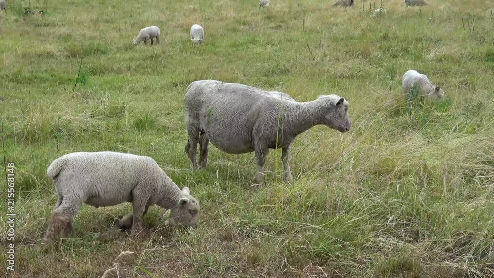 View of beautiful landscape with green pasture and sheep grazing grass. View of beautiful landscape with green pasture and sheep grazing grass.