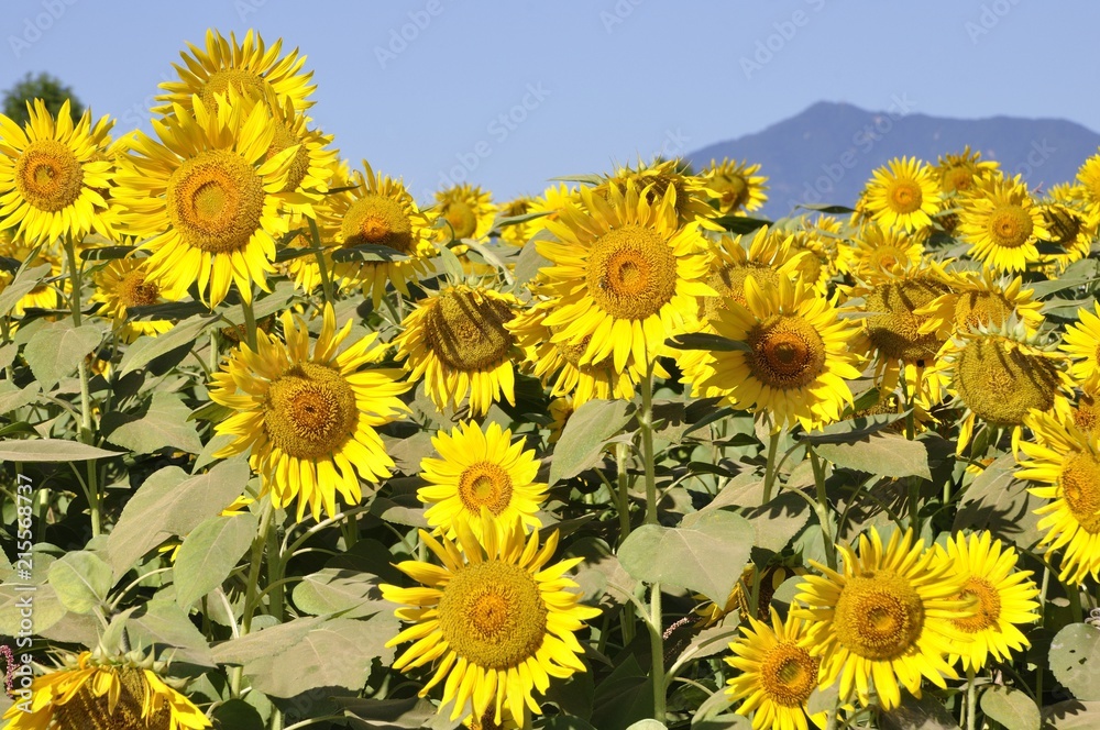 Naklejka premium ひまわりの花畑