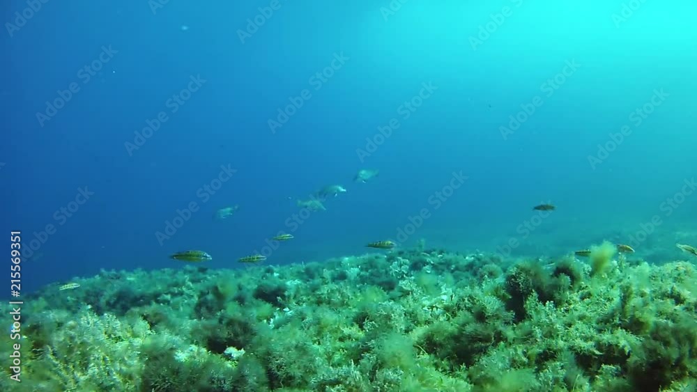 Marine life - Little green fishes swimming in a reef - Scuba diving in the Mediterranean Sea Marine life - Little green fishes swimming in a reef - Scuba diving in the Mediterranean Sea
