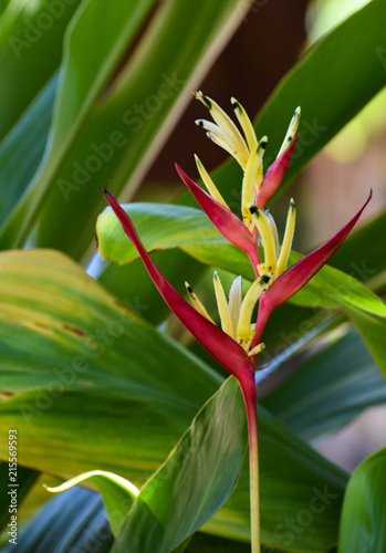 Fototapeta Naklejka Na Ścianę i Meble -  Tropical Flower from Hawaii