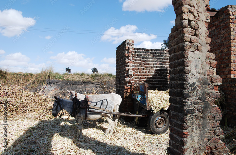 Obraz premium A pair of white donkeys harnessing. Delivery of sugar cane from the field to the factory