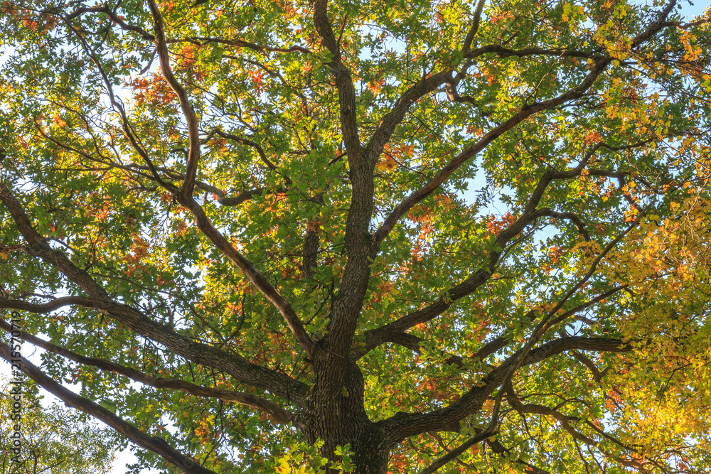 Big oak tree nature Big oak tree nature