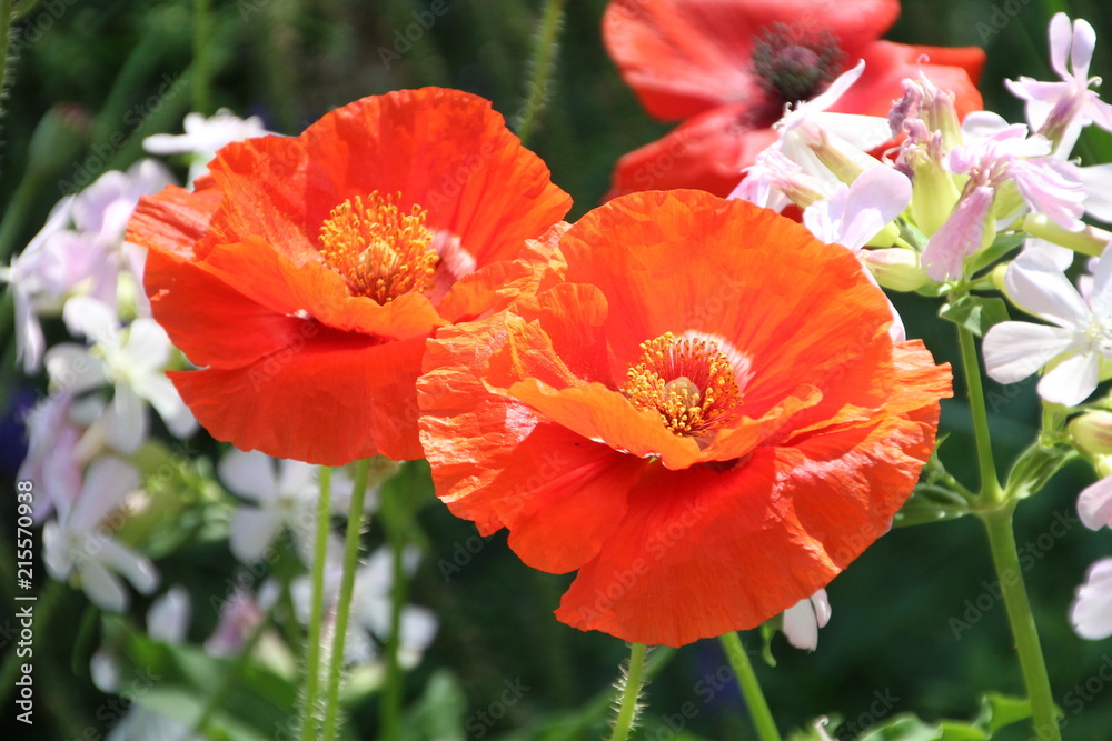 Glory Of The Poppies, Rutherford House, Edmonton, Alberta Glory Of The Poppies, Rutherford House, Edmonton, Alberta