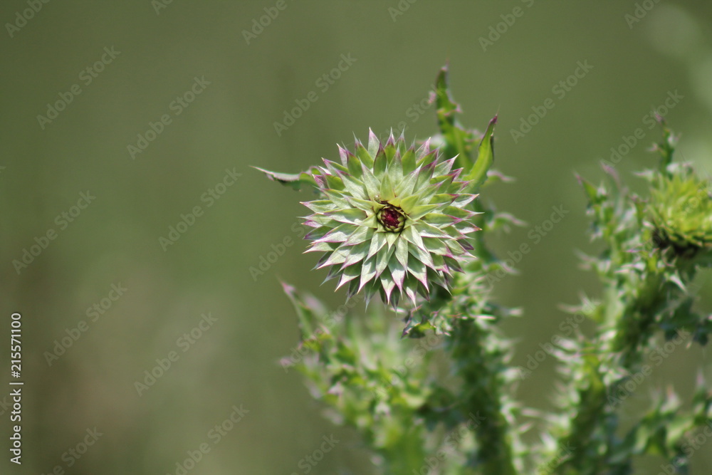 Thistle in the field