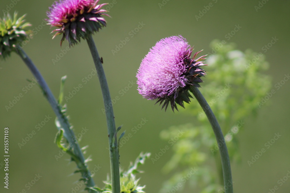 Thistle in the field