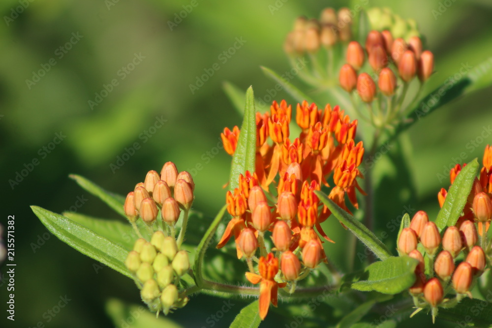 Flowers In Bloom Flowers In Bloom