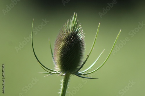 Thistle in the field