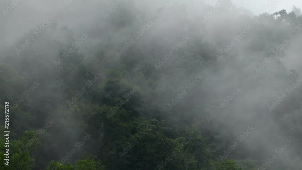 Dark green forest with white fog rolling through the Appalachian mountains. Dark green forest with white fog rolling through the Appalachian mountains.