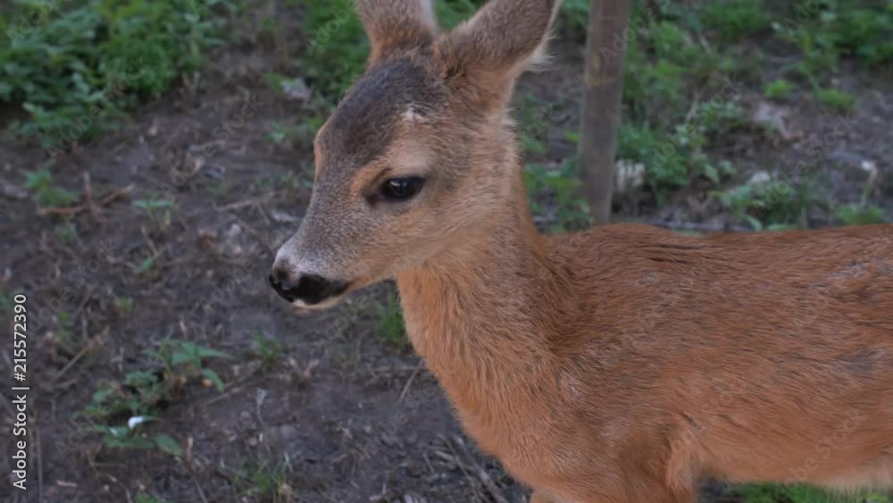 small young deer small young deer