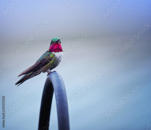 Hummingbird photo