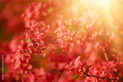 Fototapeta Naklejka Na Ścianę i Meble -  Decorative red apple tree flowers blossoming at spring time, floral background