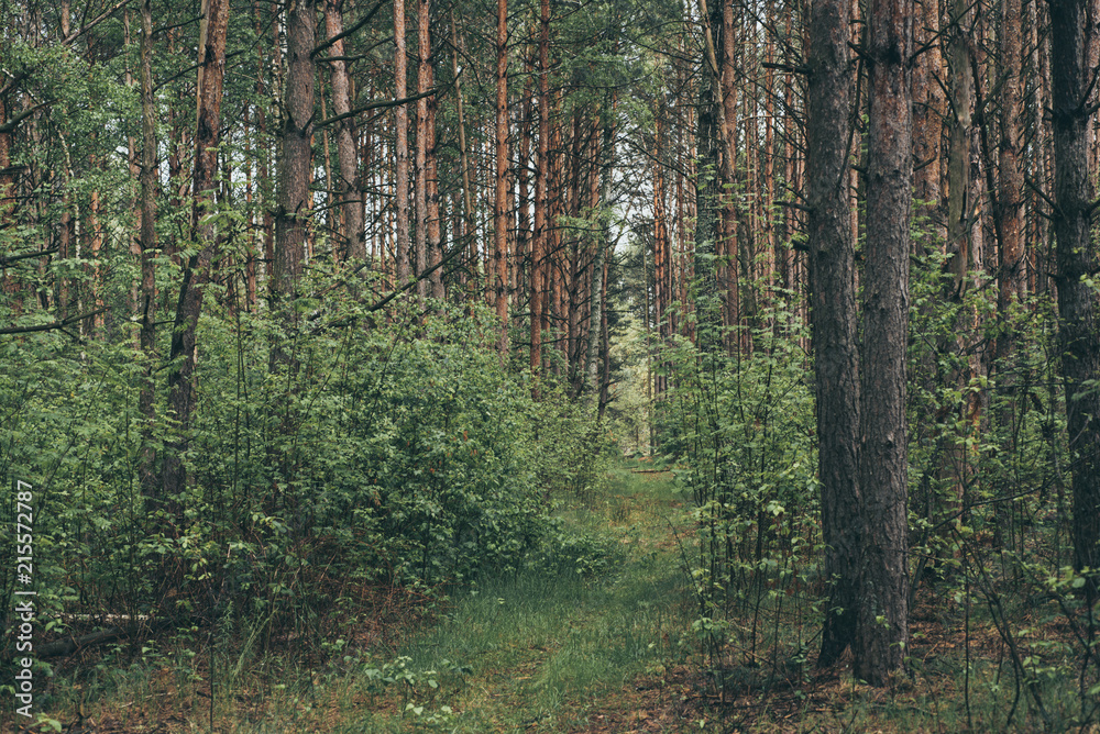 Fototapeta premium Summer green forest with pine trees, natural outdoor seasonal background.