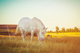White horse grazing on the field near the farm
