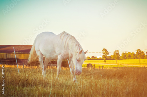 White horse grazing on the field near the farm